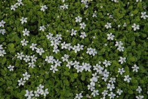 blue star creeper