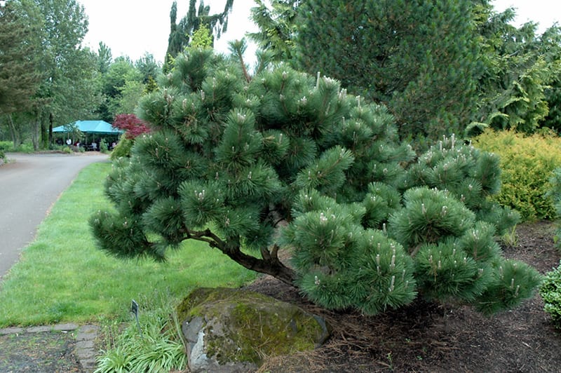 Image of Japanese Black Pine pine shrub