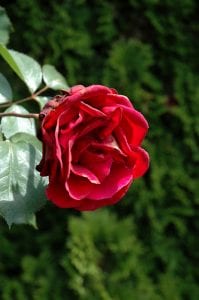 Don Juan rose