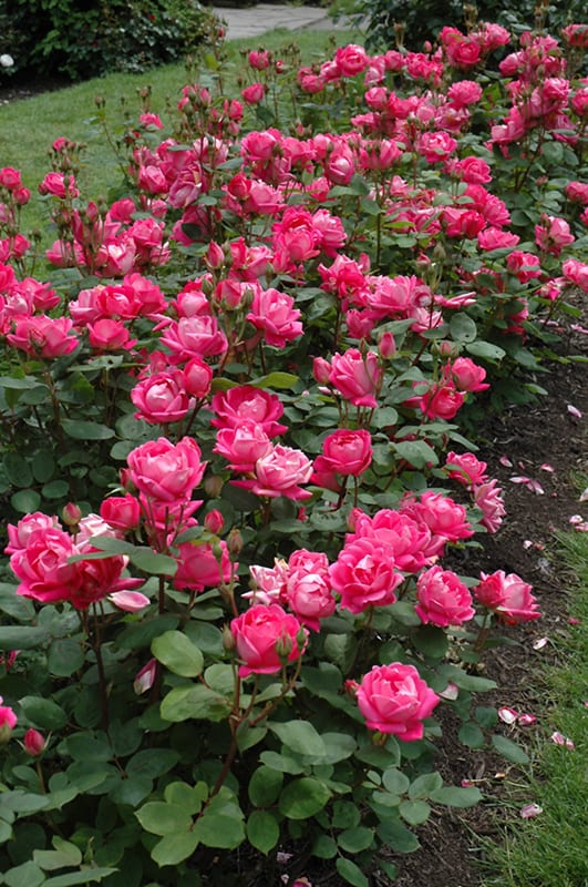 Double Knock Out Rose Calloway S Nursery Double Knock Out Rose