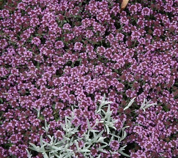 pink chintz creeping thyme