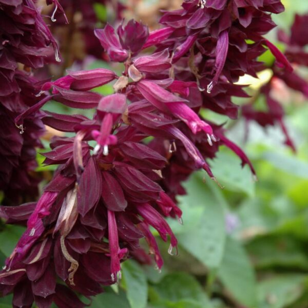 Ablazin' Purple Sage