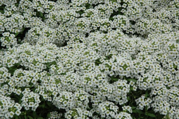 Snow Crystals Alyssum