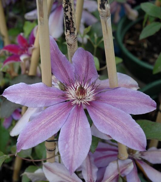 starry nights clematis