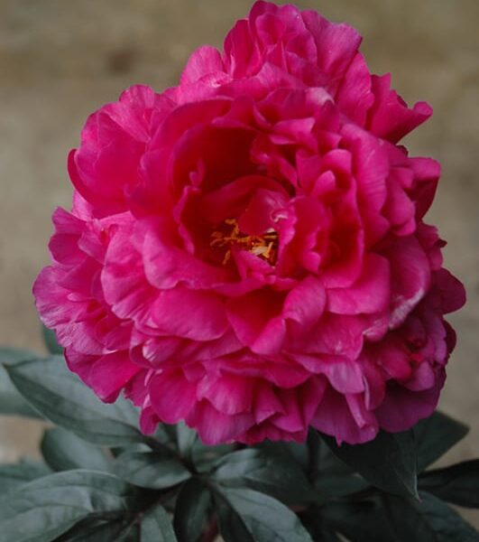 kansas peony