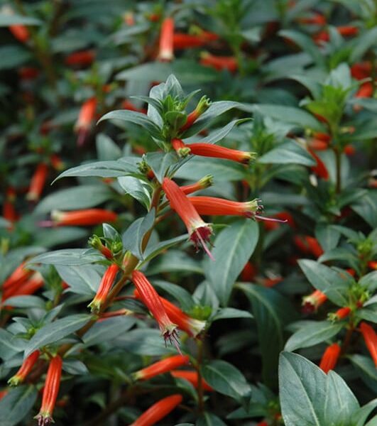 vermillinoaire large firecracker