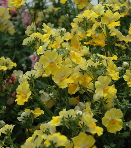 sunsatia lemon nemesia