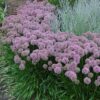 millenium ornamental onion