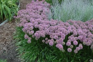 millenium ornamental onion
