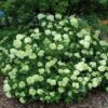 little lime hydrangea