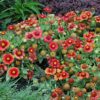 Arizona Red Shades Blanket Flower