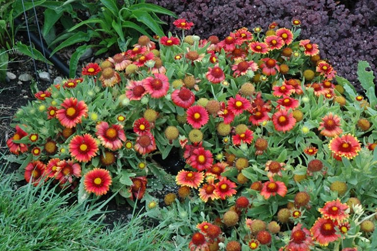 Arizona Red Shades Blanket Flower Calloway's Nursery
