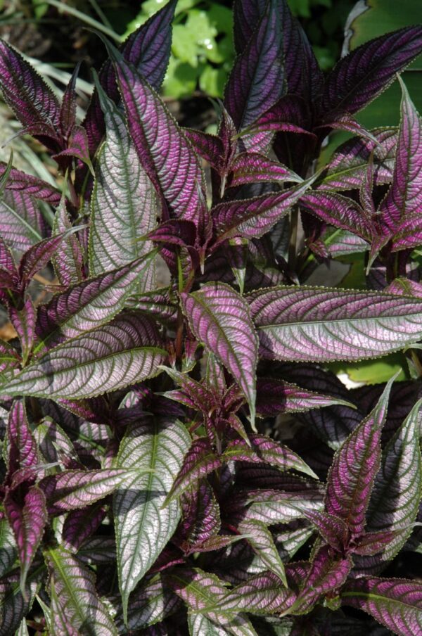 Persian Shield