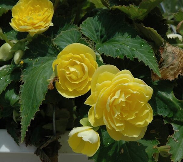nonstop joy yellow begonia