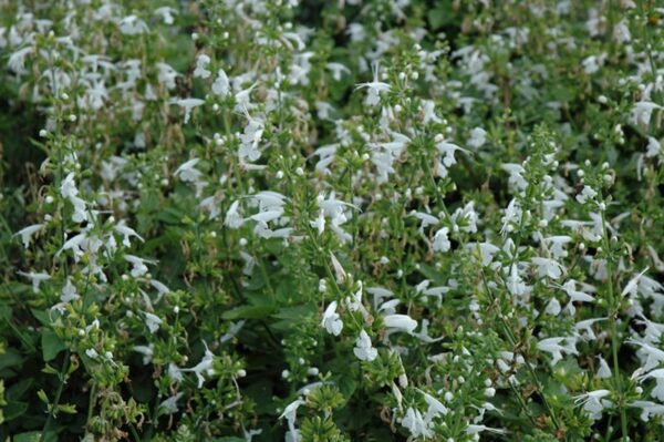 Summer Jewel White Sage