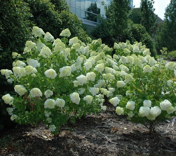 limelight hydrangea