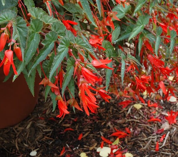 Santa Cruz begonia