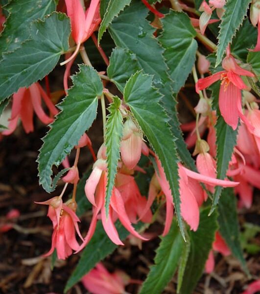 San Francisco begonia