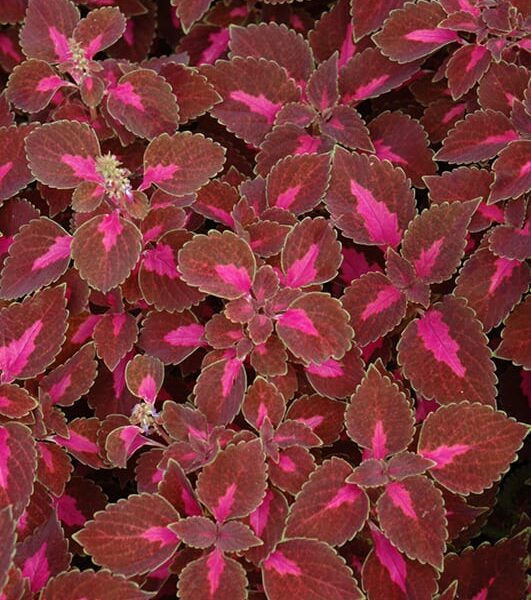 color blaze velveteen