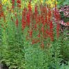 Cardinal Flower