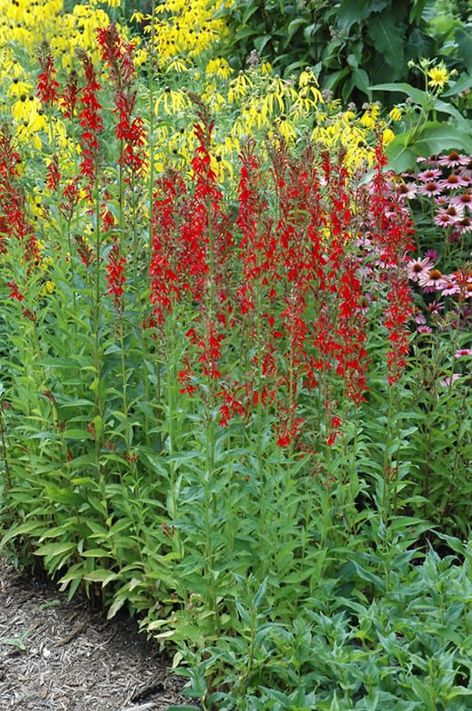 Cardinal Flower - Calloway's Nursery