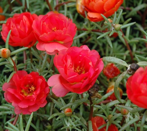 sundial red purslane