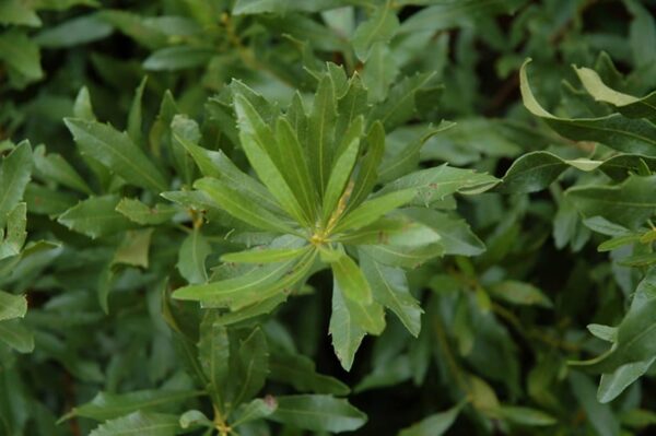 southern wax myrtle