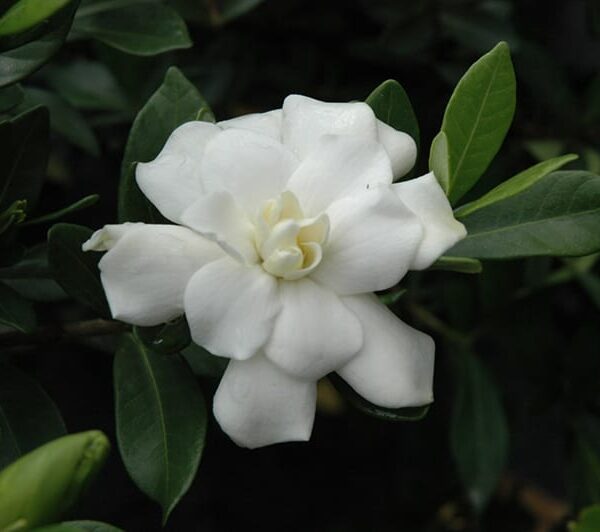 double mint gardenia