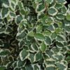 Variegated Creeping Fig