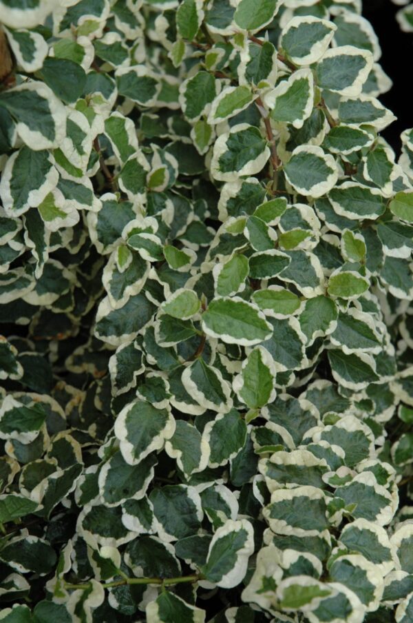 Variegated Creeping Fig