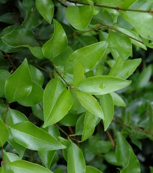 curled leaf Japanese privet