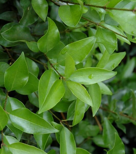 Curled-Leaf Japanese Privet