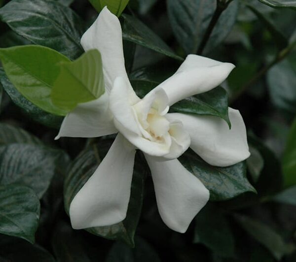 August Beauty Gardenia