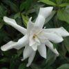 frost proof hardy gardenia