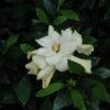 radicals miniature gardenia