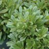 wheelers dwarf mock orange
