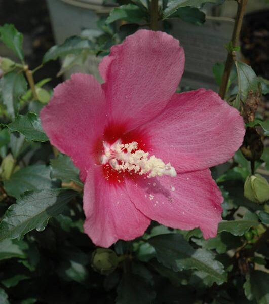 lil kim red rose of sharon