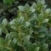 Dwarf Burford Holly