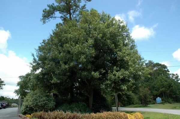 Southern Live Oak