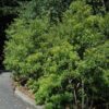 southern wax myrtle