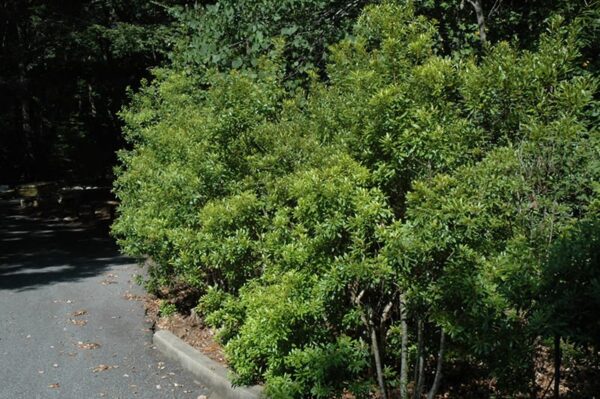 Southern Wax Myrtle