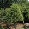 Weeping Yaupon Holly Plant