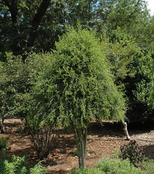 Weeping Yaupon Holly Plant