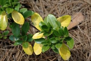 crown jewel gardenia