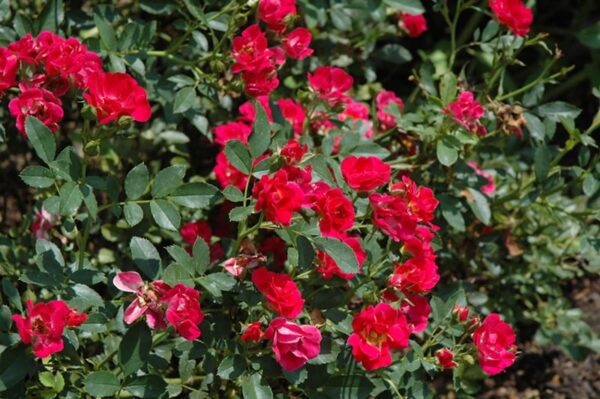 Red Drift® Rose