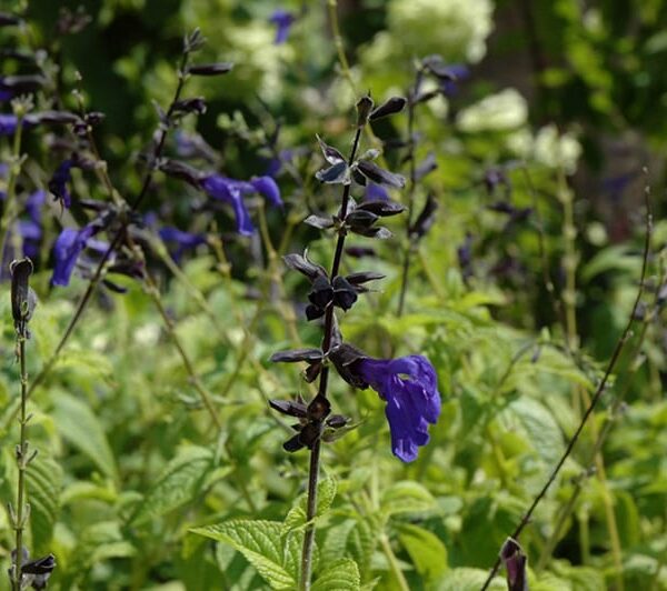 black and blue anise sage