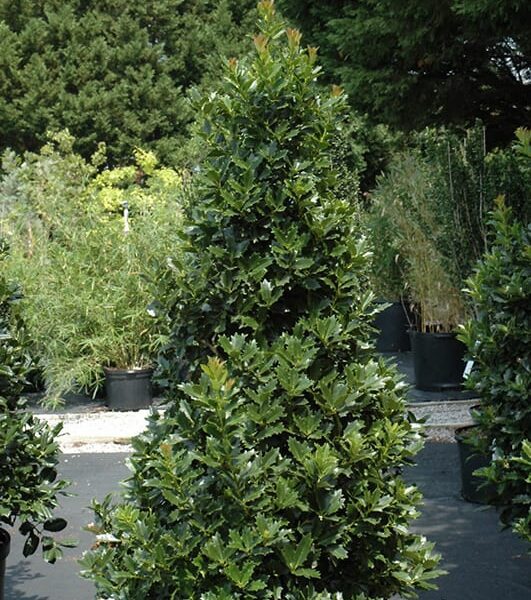 oak leaf holly