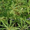 golden goddess bamboo
