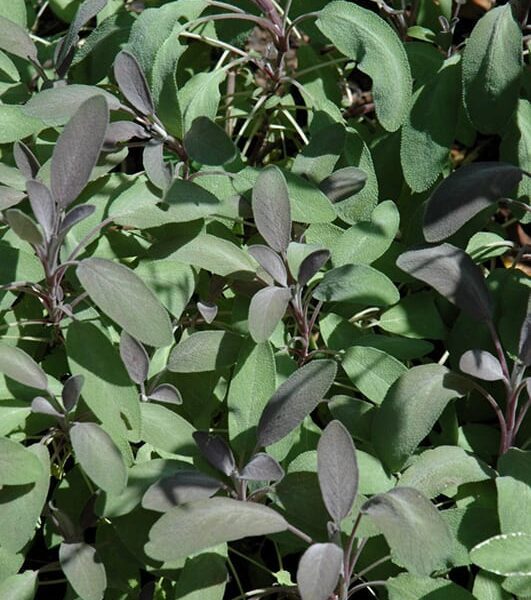 purple sage