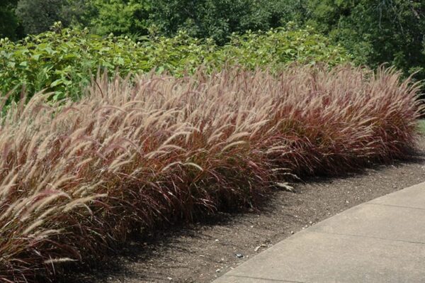 Purple Fountain Grass